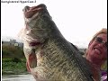 Fish tribute