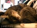 首振りララちゃん♪