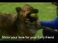 Health Products For Your Dog