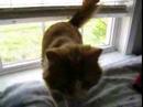 Our Felix the Cat