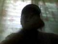 videos de saludo felino.3gp