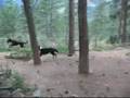 Augie visits BloneStarMushing Kennel