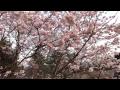 YouTube ����|�b�v�A�b�v�Đ�