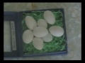 Click here to watch this video HAPPY COCKATIEL