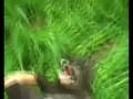 videos de Jumping of a mountain