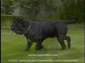 Cinciripini Neapolitan Mastiff II