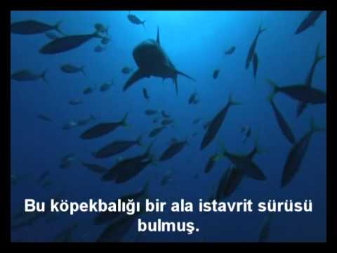 köpek balığı