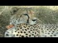 Safari i Sydafrika - Inyanga Safari