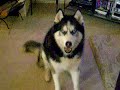 Four Huskies at Play Four Huskies at Play