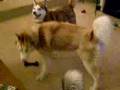 Four Huskies at Play