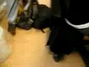 Jasons Cribwalk Jasons Cribwalk