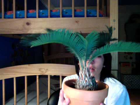 how to replant sago palms