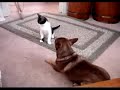fight club: cat vs  dog