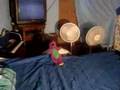 el barny bimbo (version con sonido)