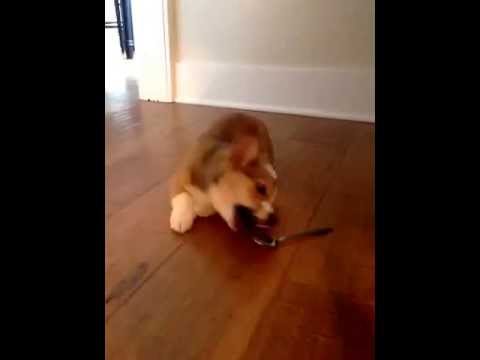 Corgi Vs Spoon