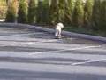 Bulldogue Ingles andando de skate