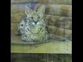 サーバルキャット１