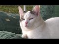 Cat Eti spending happy september day Cat Eti spending happy september day