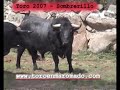 Toro Enmaromado 2007 en Benavente Toro Enmaromado 2007 en Benavente