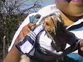 ES UN POLLO!!!! ES UN POLLO!!!!