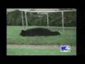 bouncing bear