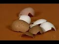 Andr�ia Gomes - Casca de ovos