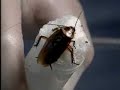Roach Robots: ScienCentral \"Animal Oddities\"