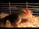 One Cute Chick with a Big Heart! One Cute Chick with a Big Heart!