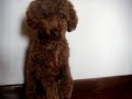 dicky小狗狗生活篇