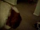 Baby Bridgette and Nikholas (4 continued)