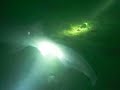 SixGill Shark Sighting SixGill Shark Sighting