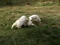 LET'S GO PUPPIES 2! golden retriever puppies