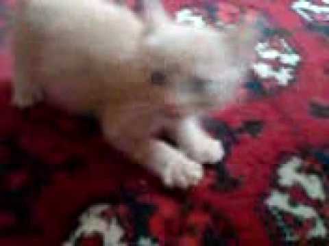 See video
