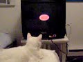 franics watching tv