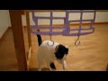 Click here to watch this video 寝る前の運動会 ♪
