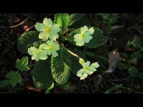 how to fertilize primroses