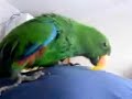 ecletus parrot ecletus parrot