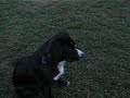 Sam and Sadie and frisby