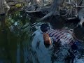 Num dos rios amazonicos , pescador tentando pescar discus ... 