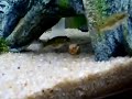 Puffer Fish Eating Apple Snail