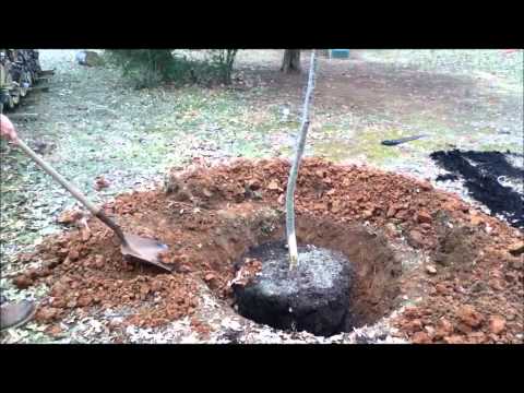 how to transplant live oak trees