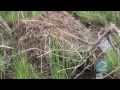 Nutria Hunted to Save Wetlands