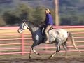 Freedom and Dante, Half-Andalusian Geldings, matched pair, full brothers  (SOLD)