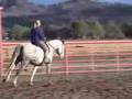 Freedom and Dante, Half-Andalusian Geldings, matched pair, full brothers  (SOLD)