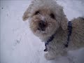 Muckis erster Schnee