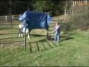 Parelli Level 2 Assessment - squeeze under a tarp