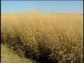 videos de WTTW on Illinois' biofuels future