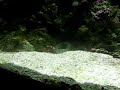Scooter Blenny & Goby