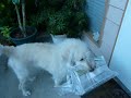 labradoodle job2