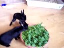 Lapin et mesclun Lapin et mesclun